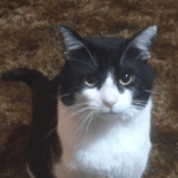 Meet your Posher, Julie - Picture 2 of 2